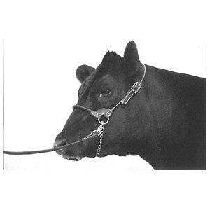 Show Halter Black Leather Round Strap Cow