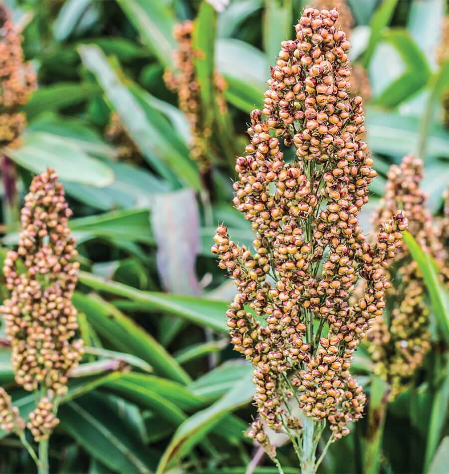 Broom Millet