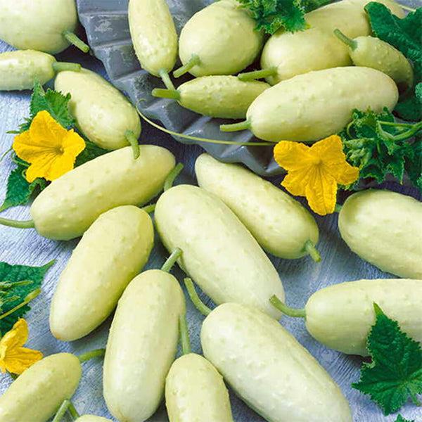 Cucumber Long White