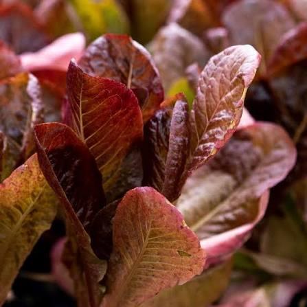 Lettuce Brown Romaine