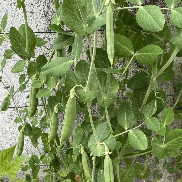 Pea Greenfeast