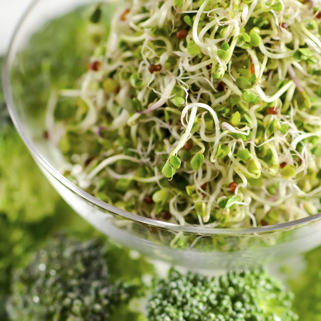 Broccoli Sprouting