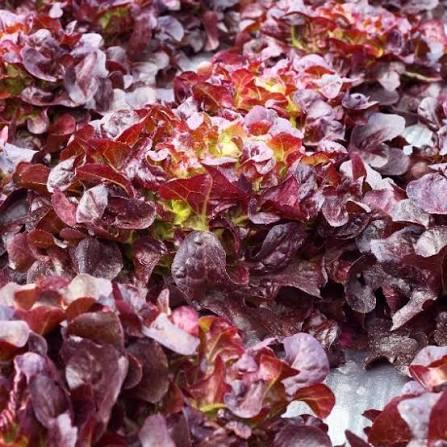 Lettuce Red Salad Bowl