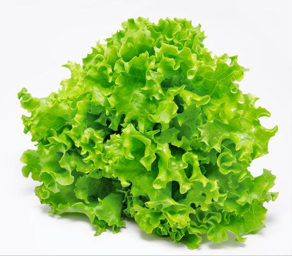 Lettuce Green Oak