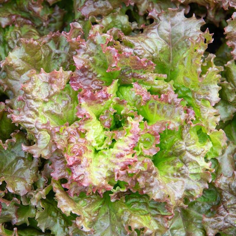 Lettuce Frilly Pink