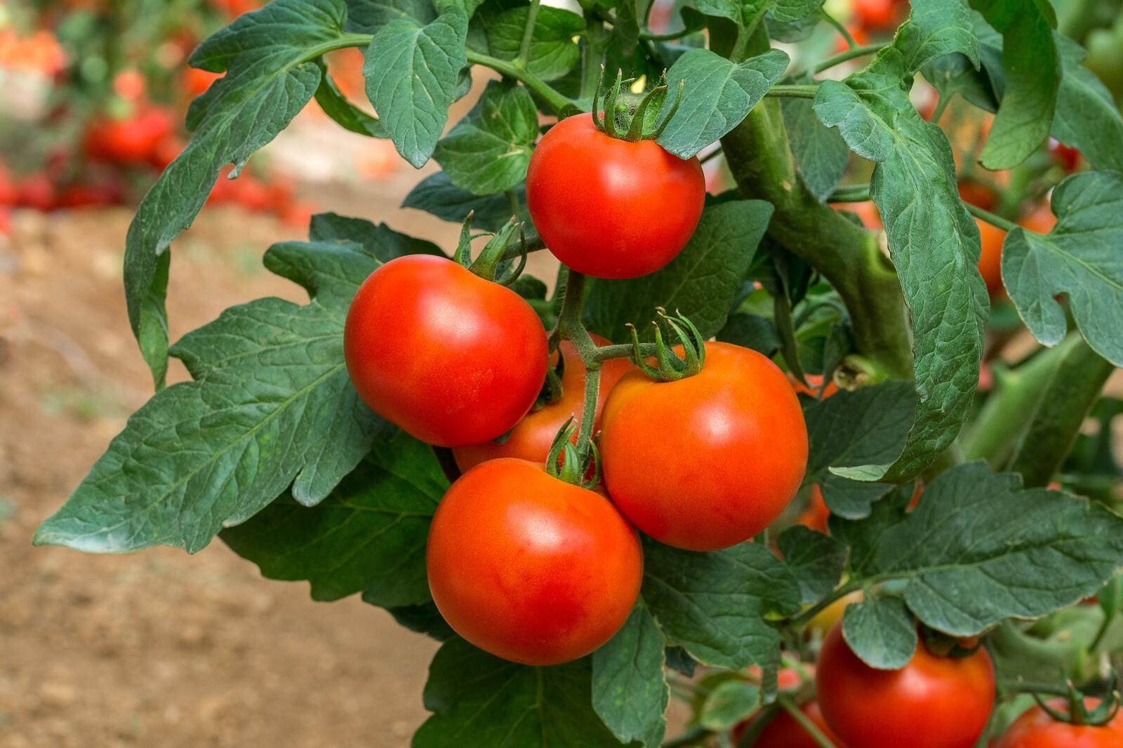 Tomato Flora Lou
