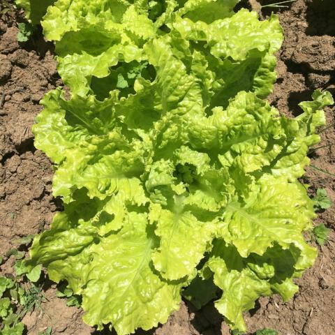 Lettuce Australian Yellow