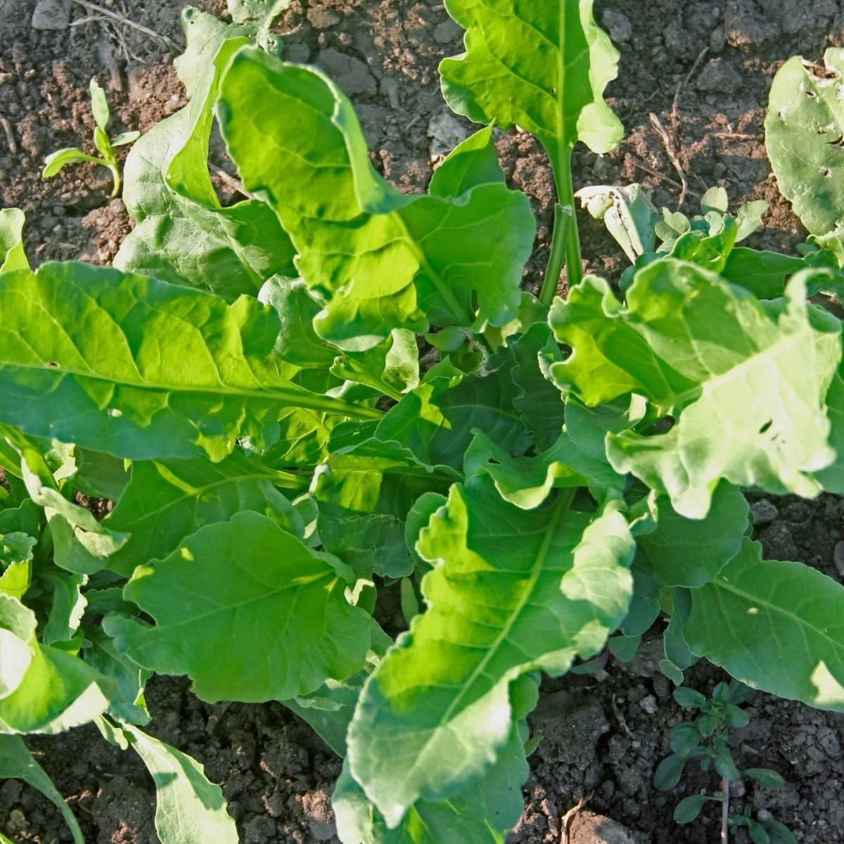 Spinach Perpetual Gator