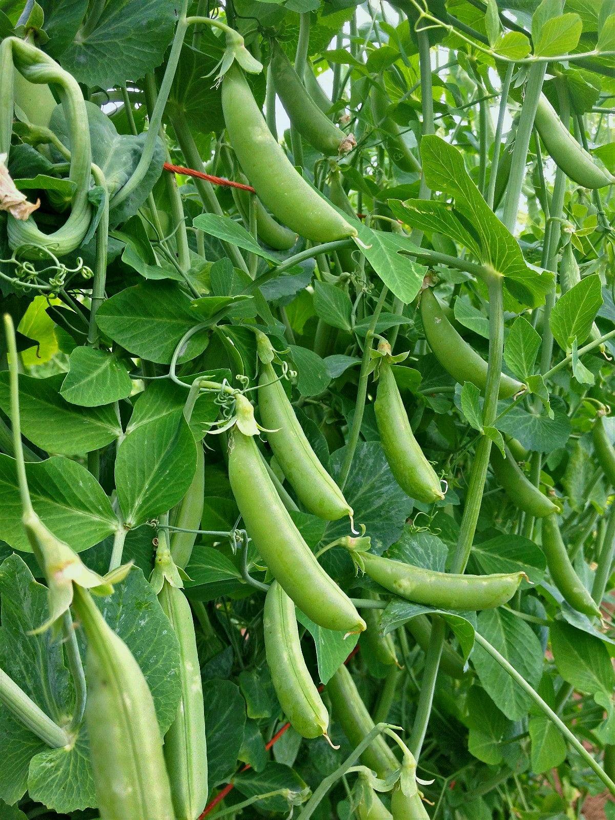 Pea Sugar Snap Bush