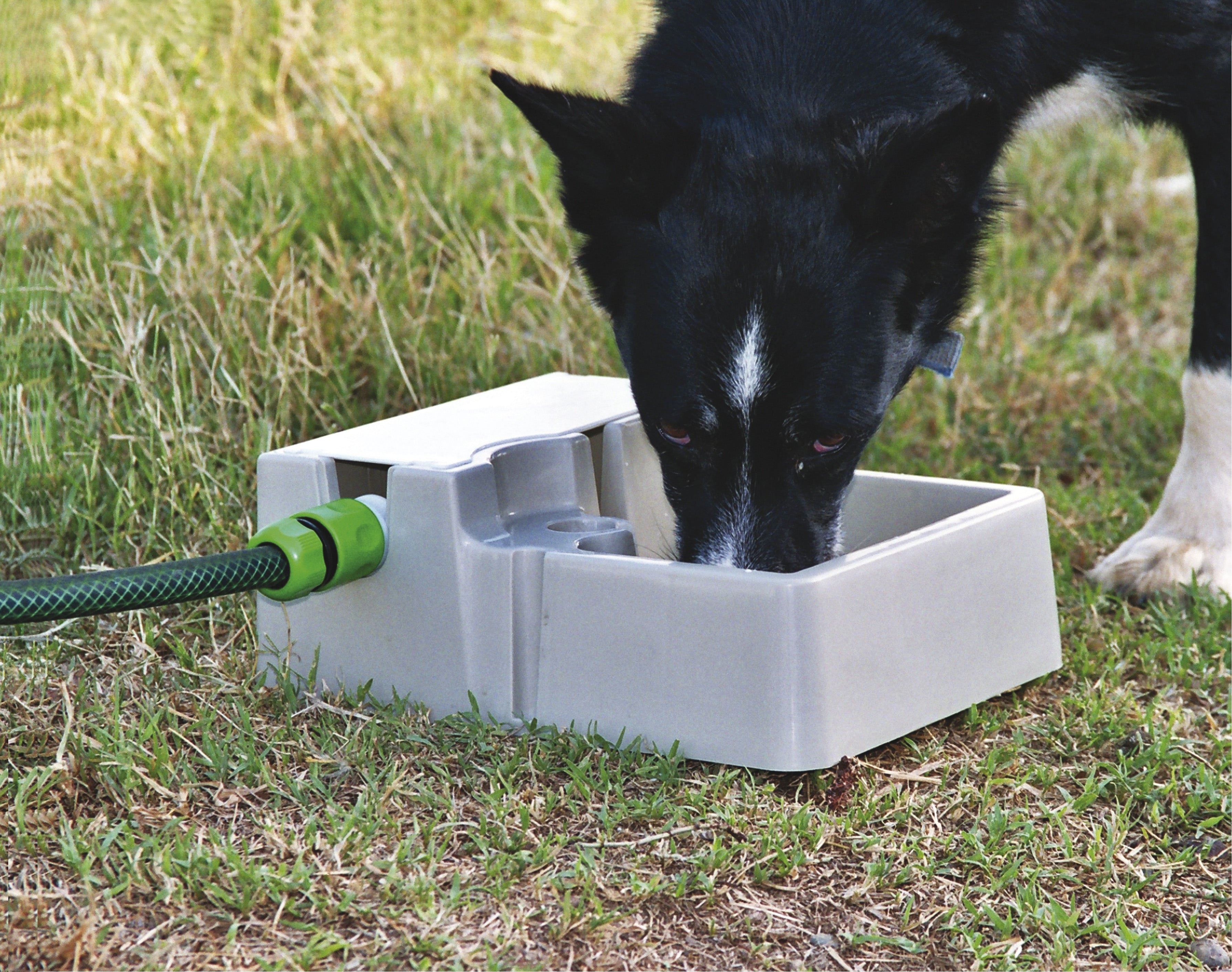 Automatic Pet Waterer