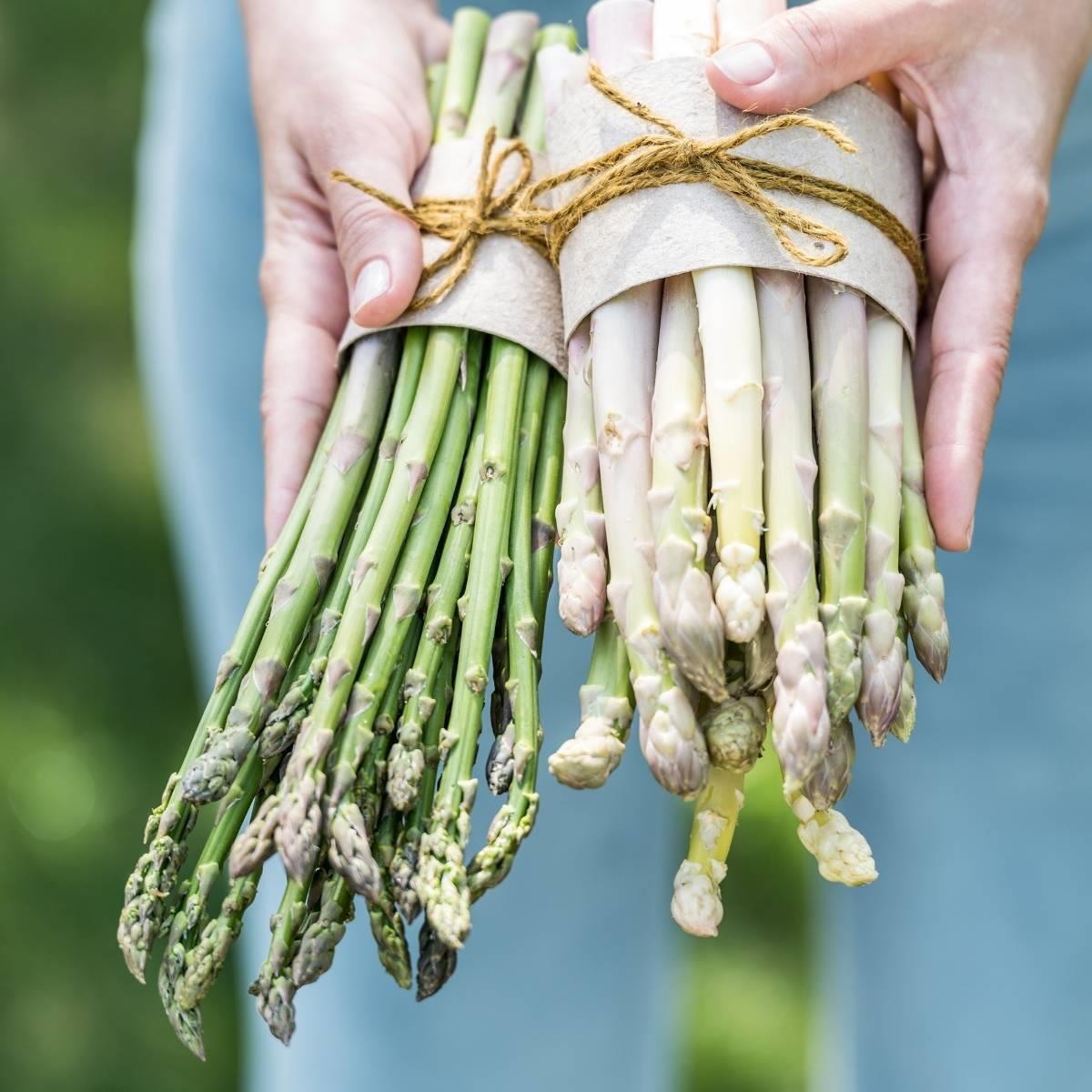 Asparagus Argenteuil