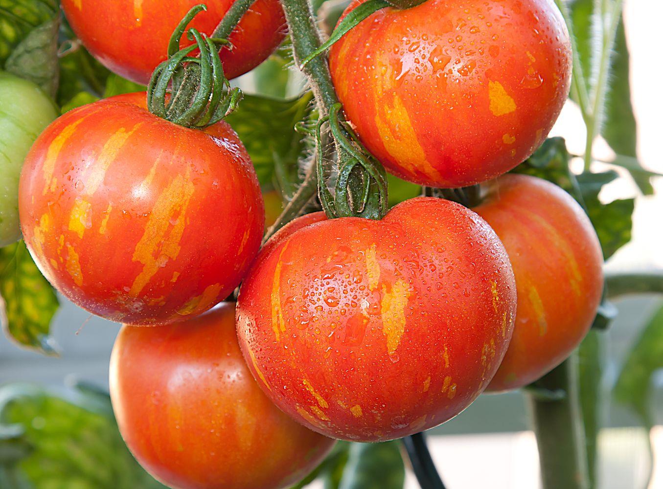 Tomato Tigerella