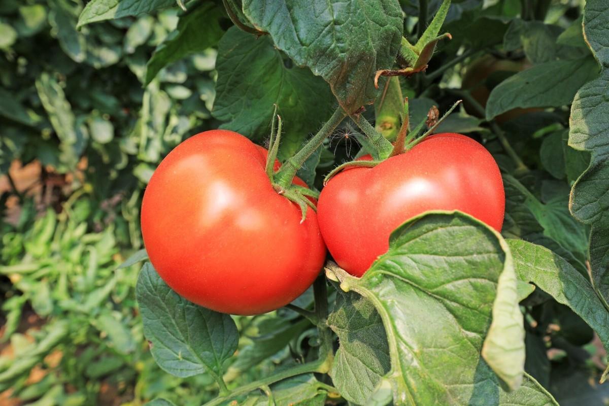 Tomato College Challenger