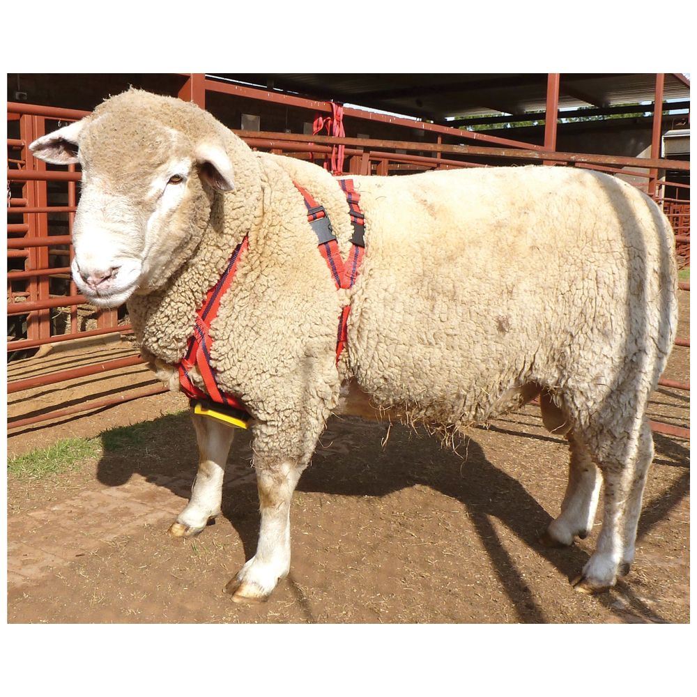 Ram Harness MatingMark Rplt Buckles Kit