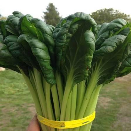 Tatsoi Black Knight