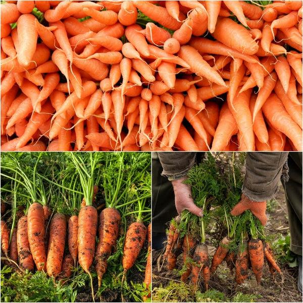 Carrot All Seasons