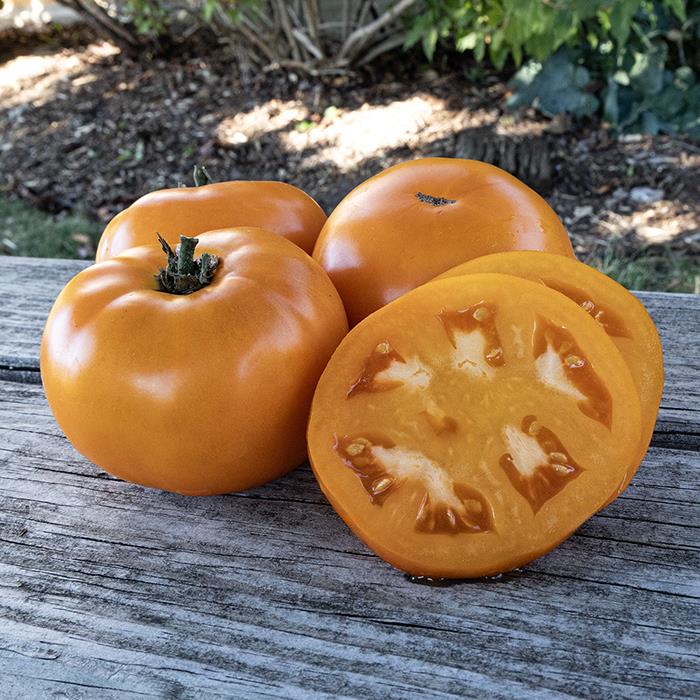 Tomato Golden Jubilee