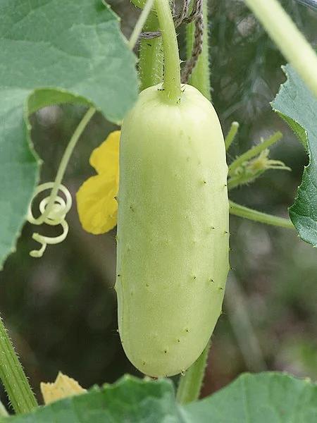 Cucumber White Spine