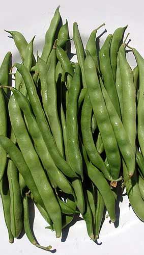 Bean Bush Windsor Long Pod