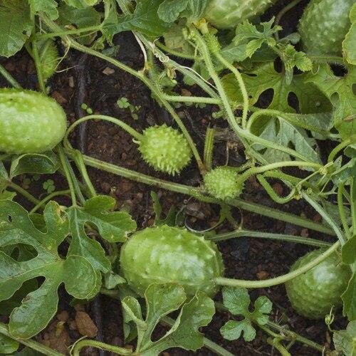 Cucumber West Indian Gherkin