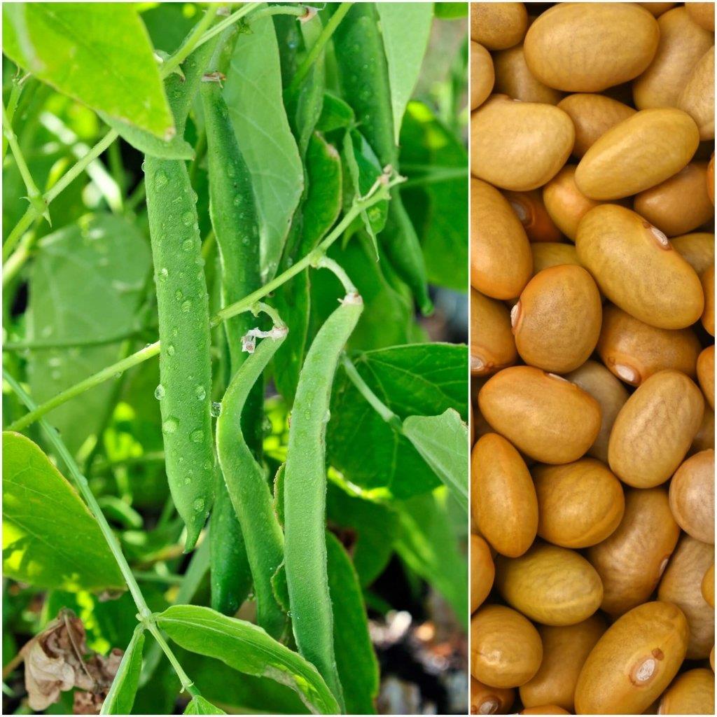 Bean Bush Canario