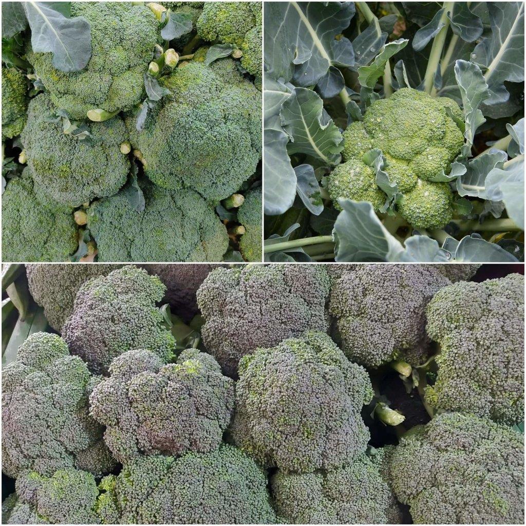 Broccoli Albert