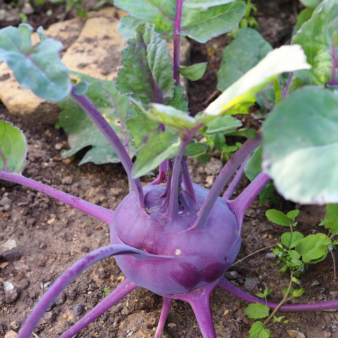 Kohlrabi Purple Vienna