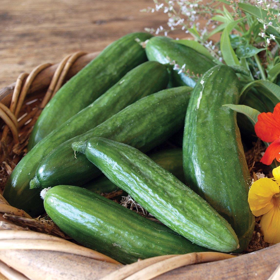Cucumber Lebanese