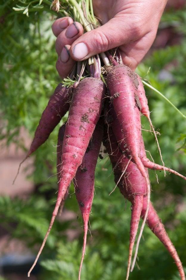 Carrot Purple Dragon