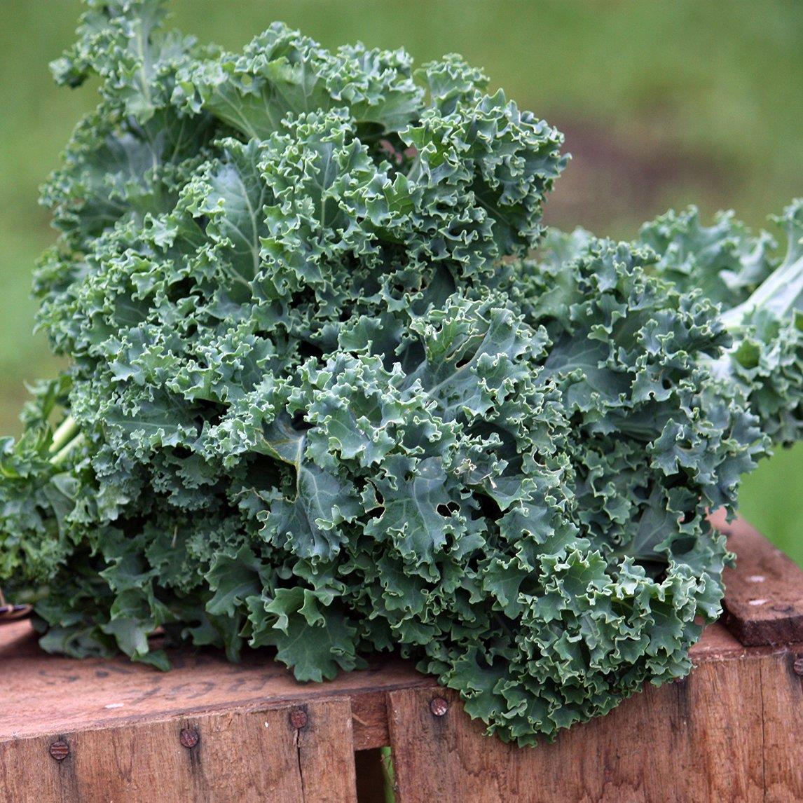 Kale Dwarf Blue Curled