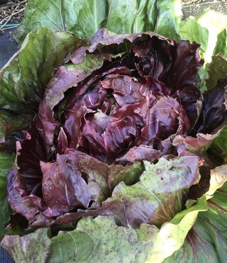 Chicory Palla Rossa