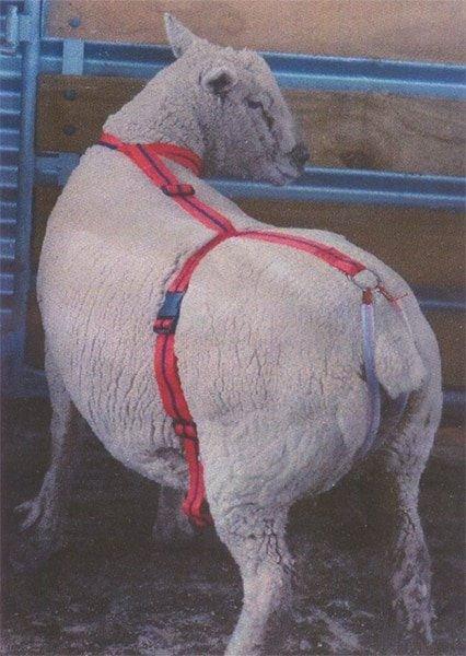 Adlam Versatile Lambing Harness for Prolapse Support, Adoption and Mothering Assistance - OzFarmer