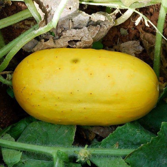 Cucumber Giant Russian