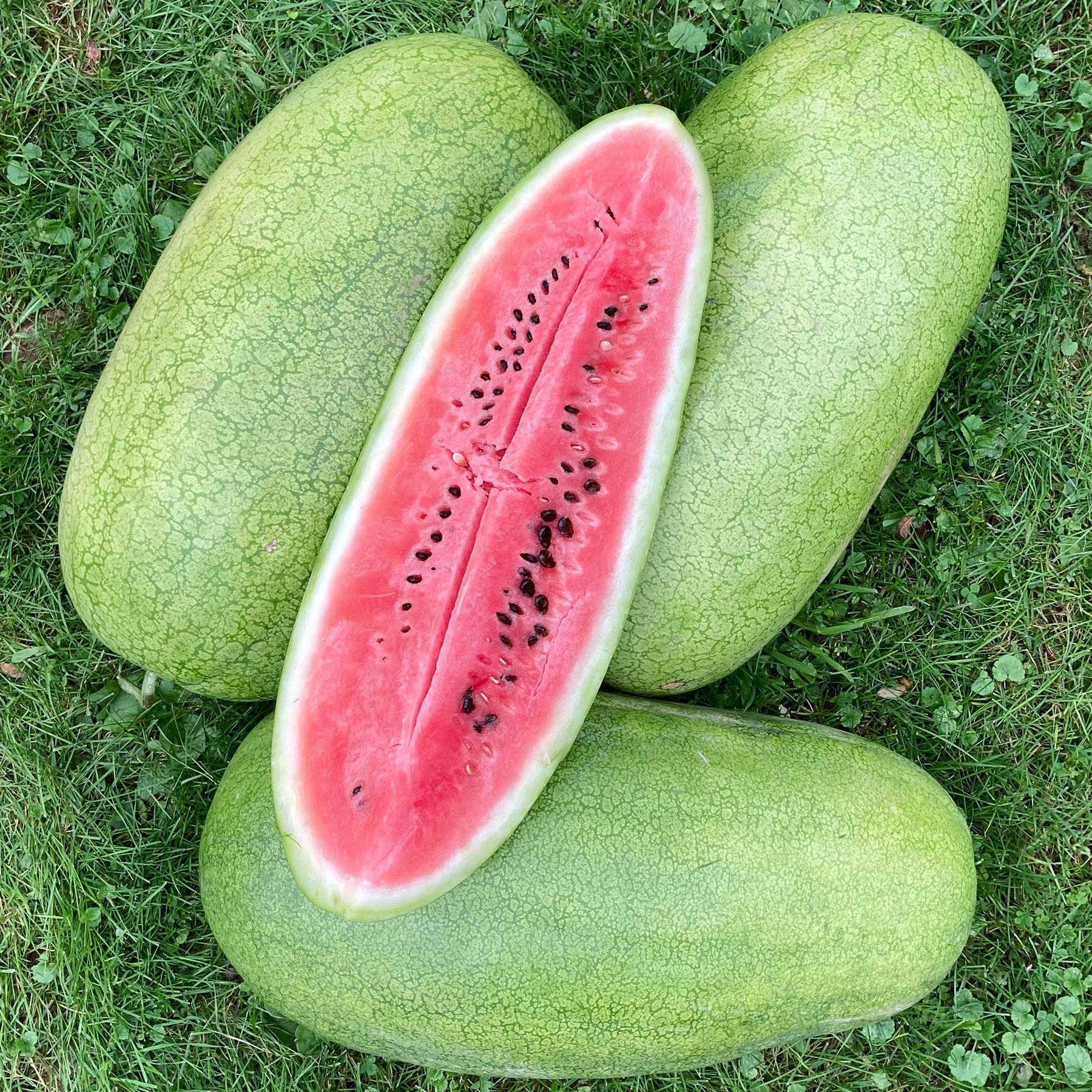 Watermelon Charlston Grey