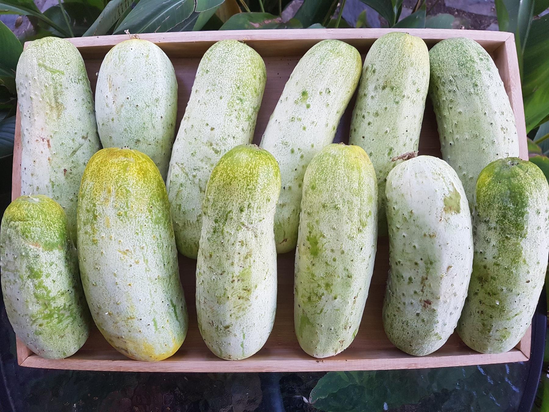 Cucumber Italian Non Acid