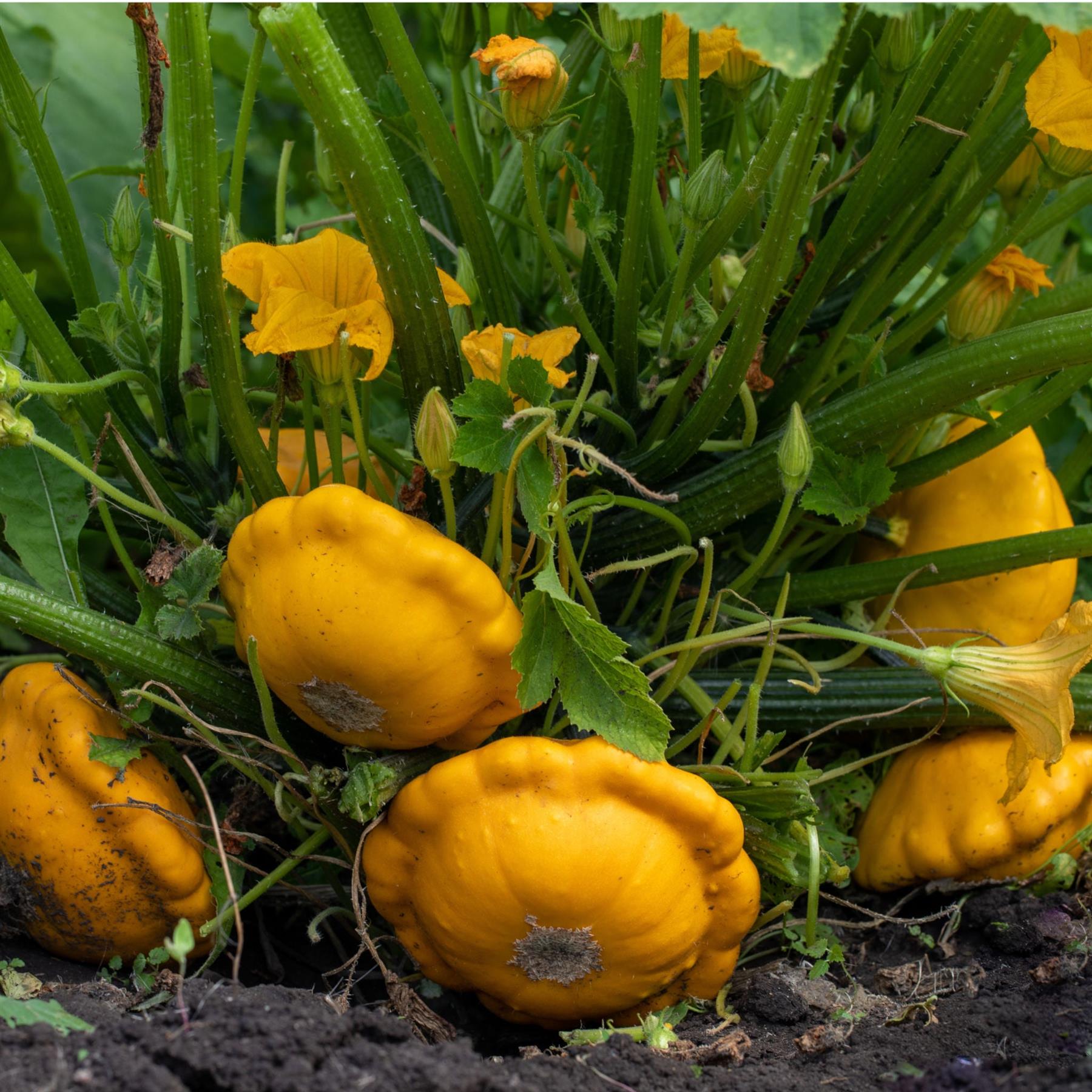 Squash Golden Scallopini