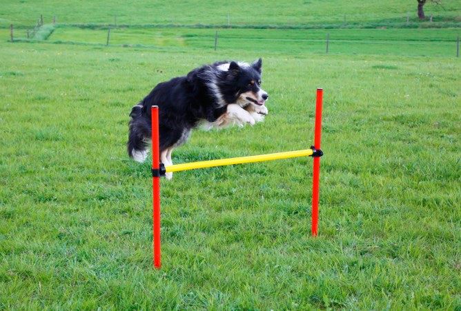 Dog Agility Set