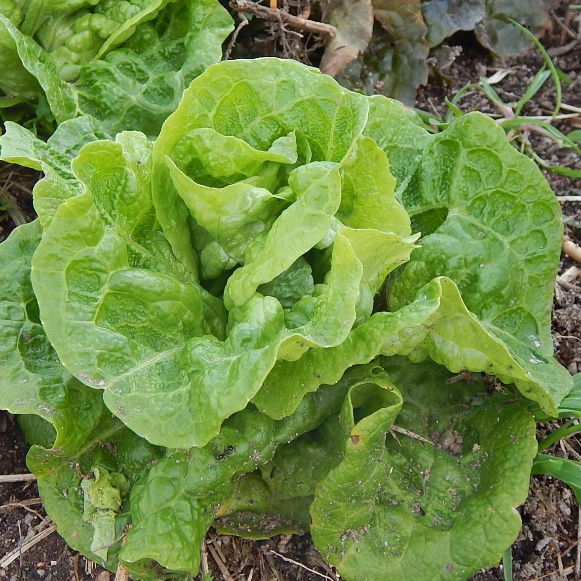 Lettuce Green Mignonette