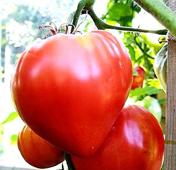 Tomato Oxheart Large
