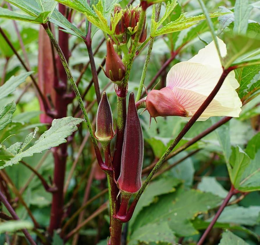 Okra Burgundy