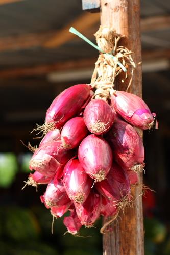 Onion Long Tropea Red