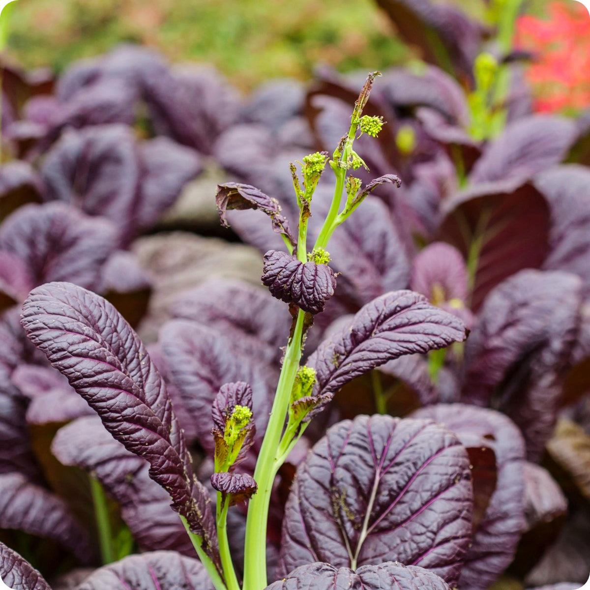 Mustard Osaka Purple