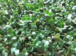 Broccoli Seed Sprouting Bulk Quantities Organically Certified