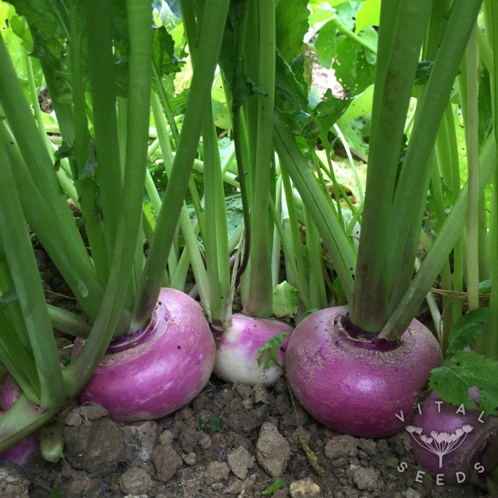 Turnip Purple Top