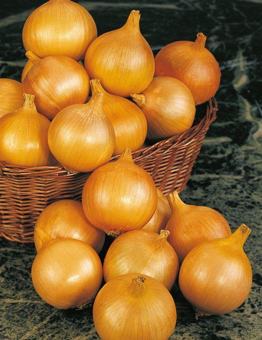 Onion Pukekohe Long Keeper
