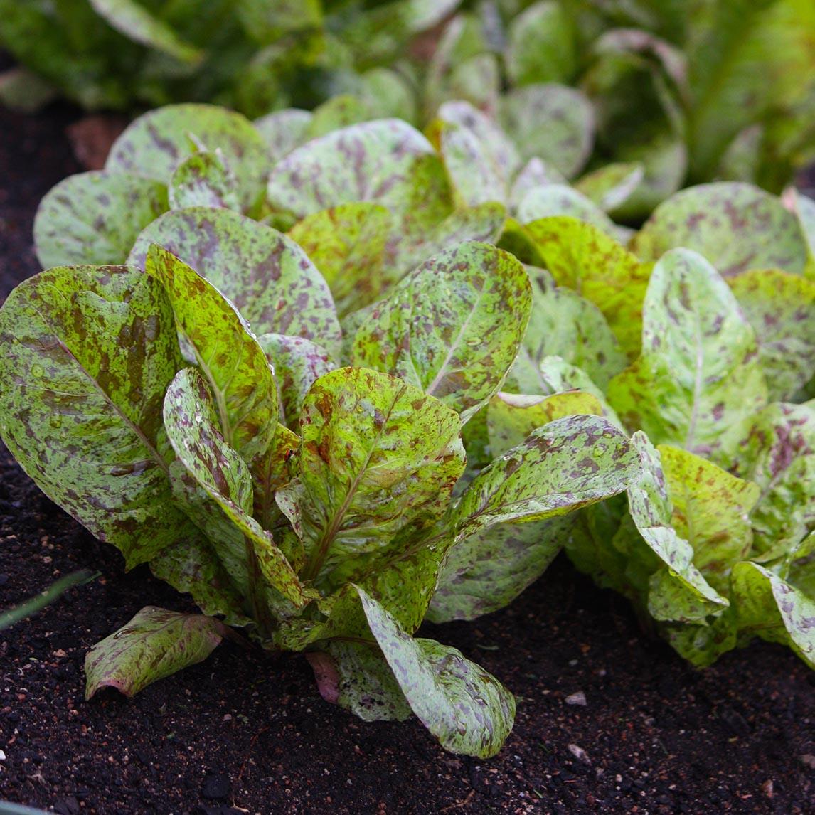 Lettuce Freckles
