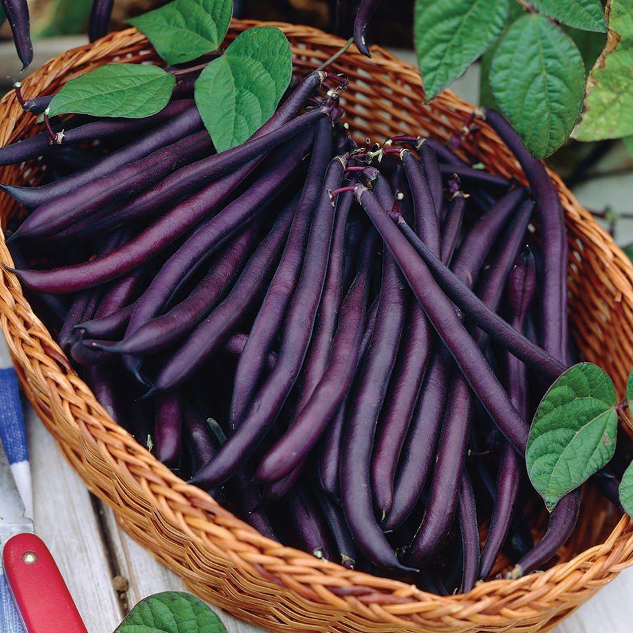 Bean Bush Royal Burgundy