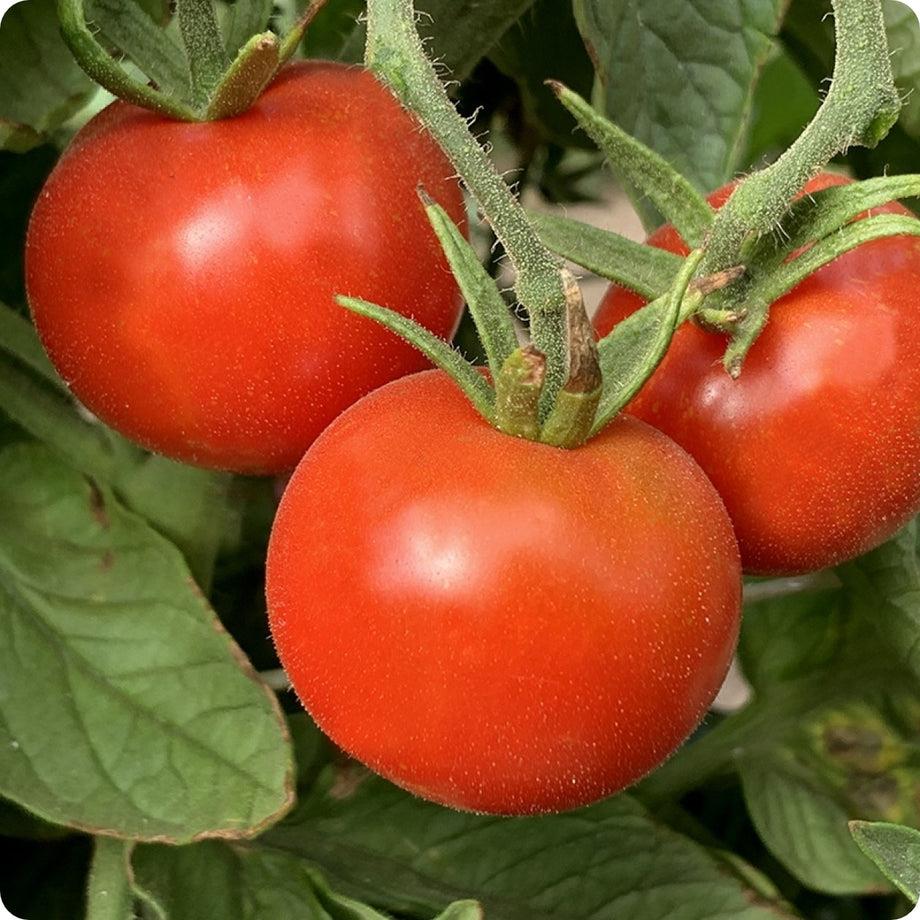 Tomato Stupice