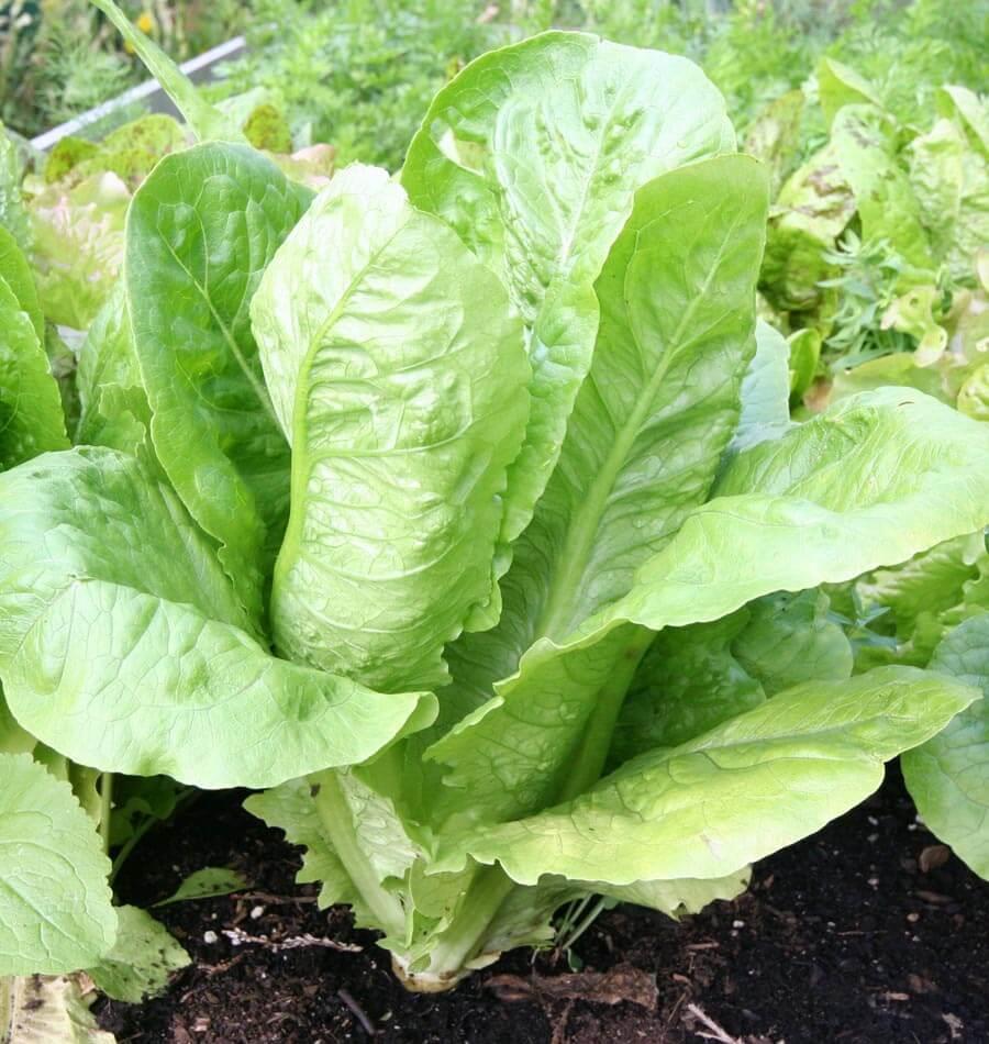 Lettuce Cos Parris Island