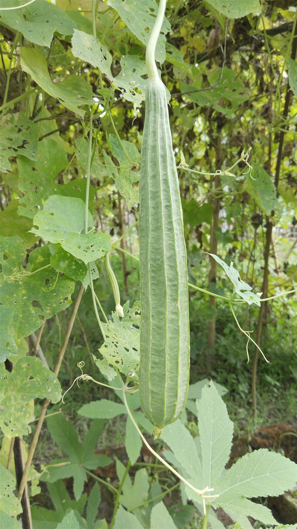 Luffa
